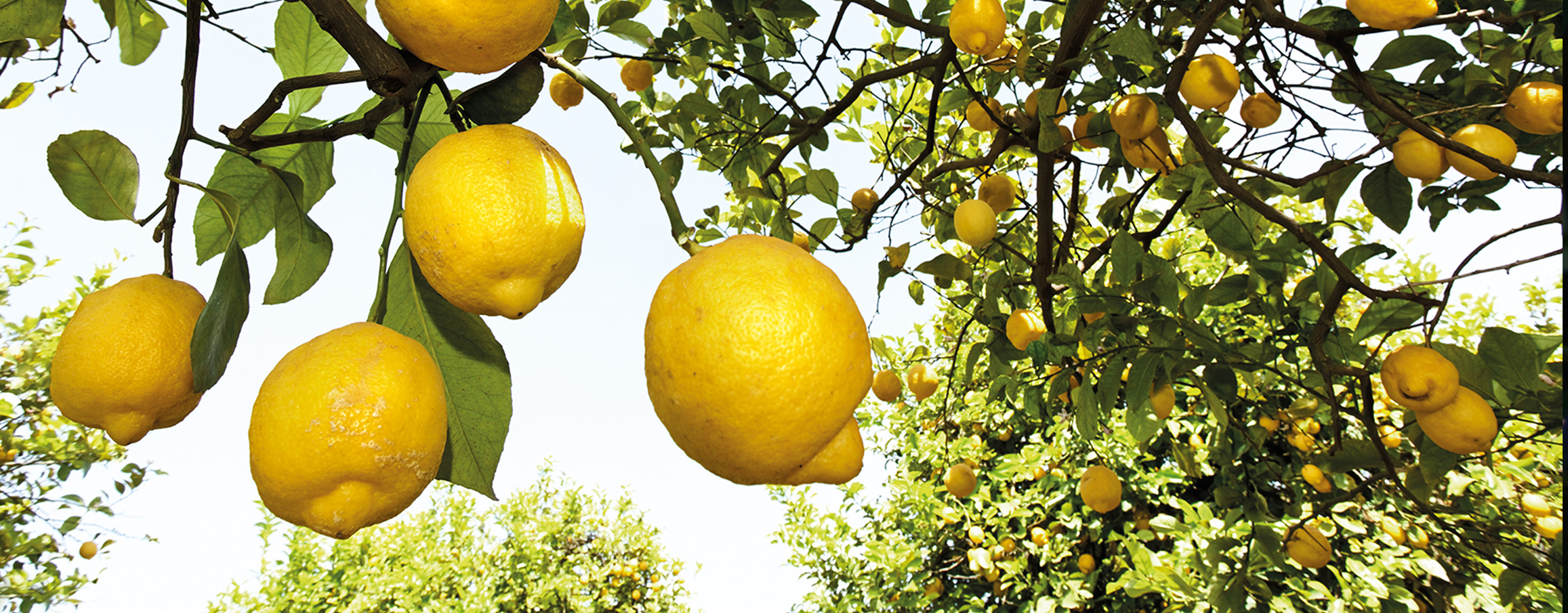 Biozeneques limones